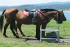 乗馬体験ツアーのイメージ