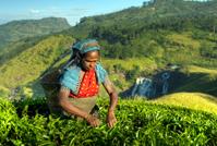 紅茶農場での茶摘みのイメージ